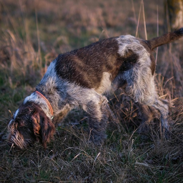 Gundog Training